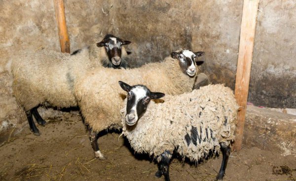 现在养羊赚钱吗