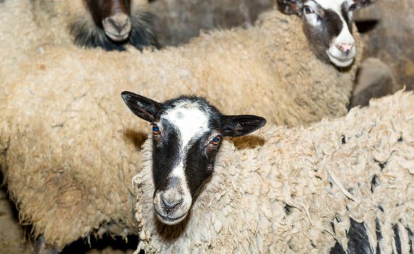 现在养羊赚钱吗