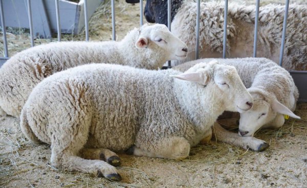 现在养羊赚钱吗