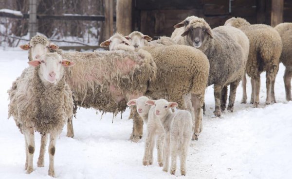 现在养羊赚钱吗