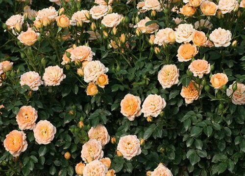 月季什么季节开花