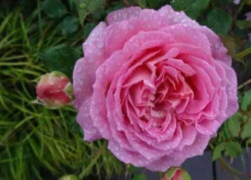 月季什么季节开花