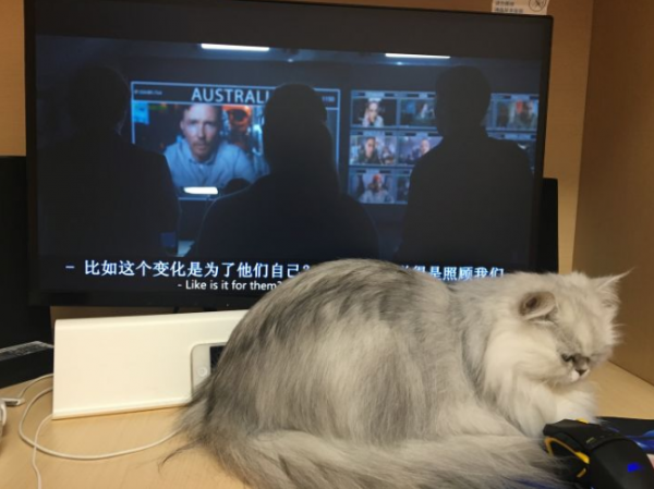 金吉拉为什么不能养