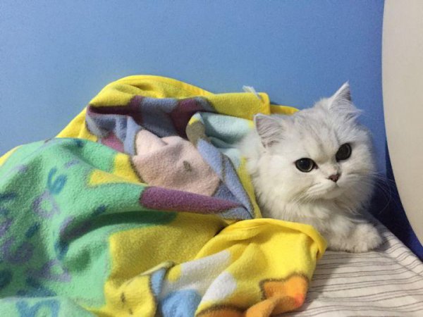 金吉拉为什么不能养