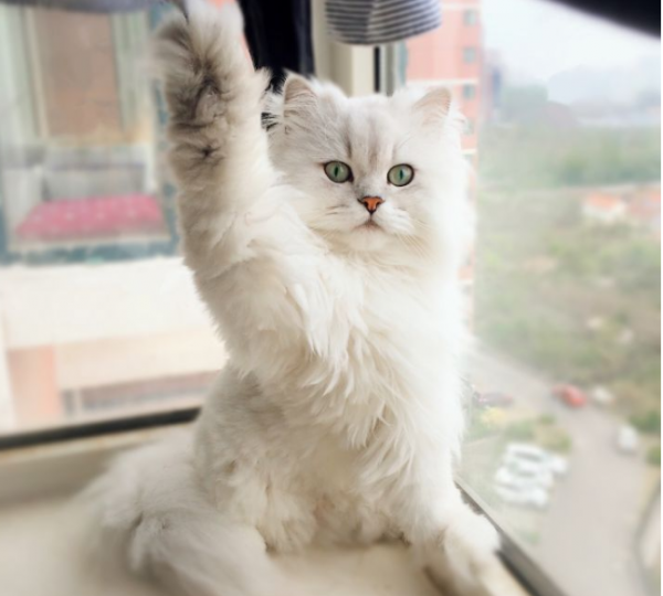 金吉拉为什么不能养