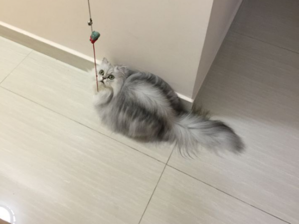 金吉拉为什么不能养