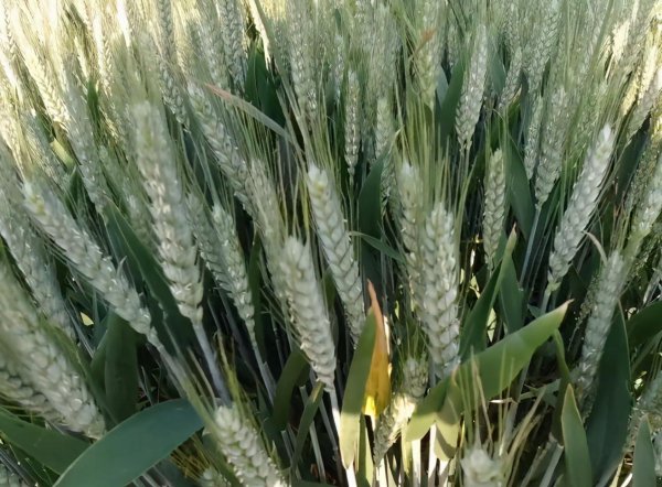 小麦追肥的最佳时期在什么时候