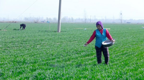 小麦追肥的最佳时期在什么时候