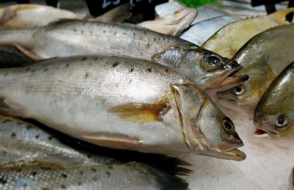 淡水鲈鱼和海鲈鱼区别