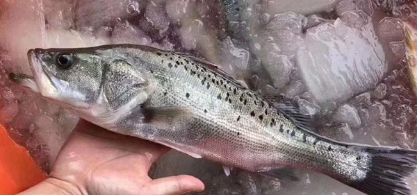 淡水鲈鱼和海鲈鱼区别