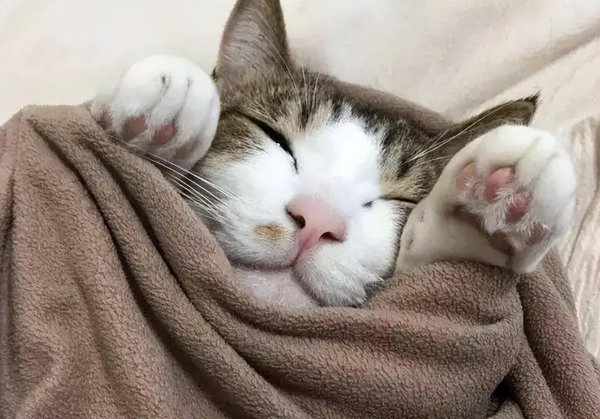 家里为什么要养猫