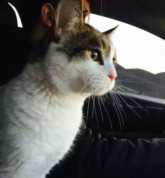 家里为什么要养猫