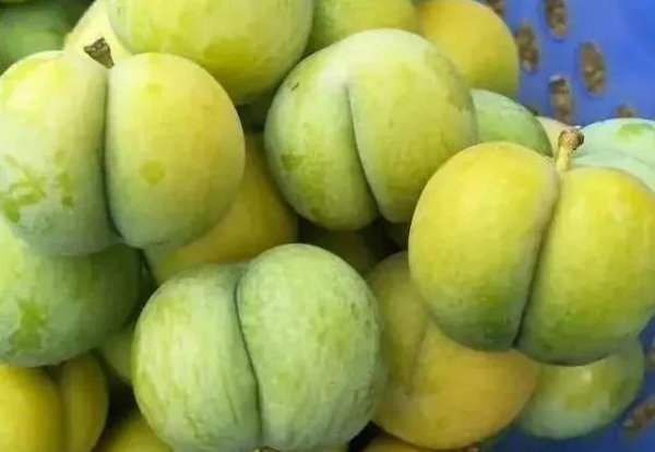 农业种植什么项目前景好挣钱多