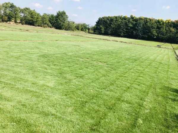 农业种植什么项目前景好挣钱多