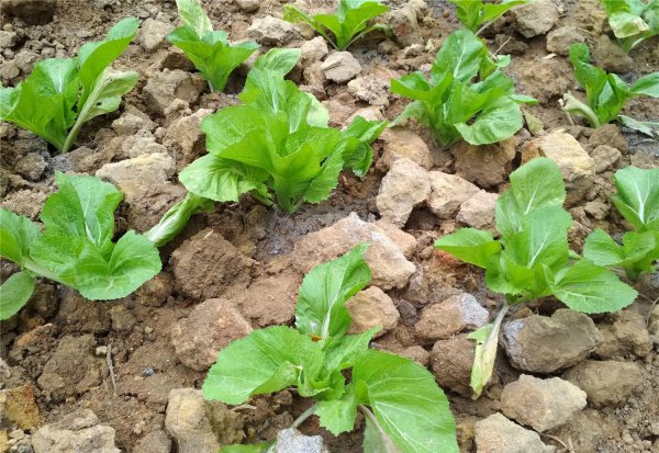 菜籽饼可以直接撒土里做肥料吗