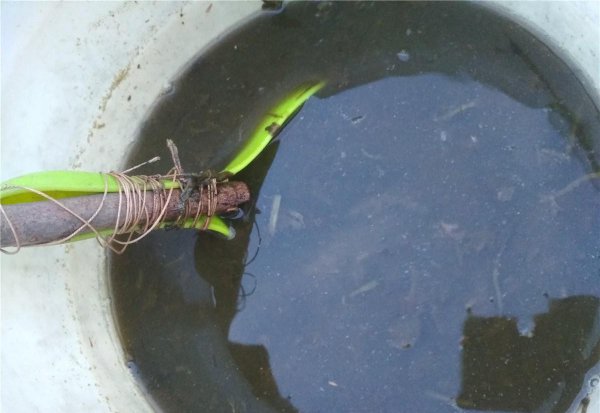 菜籽饼可以直接撒土里做肥料吗