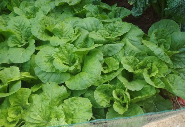 菜籽饼可以直接撒土里做肥料吗