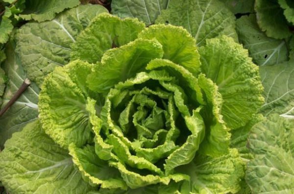 九月份种大白菜晚不晚