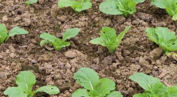 九月份种大白菜晚不晚