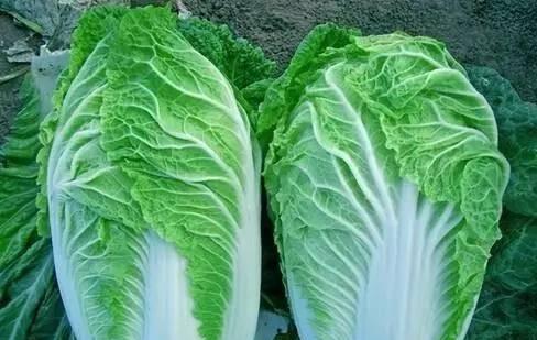 九月份种大白菜晚不晚