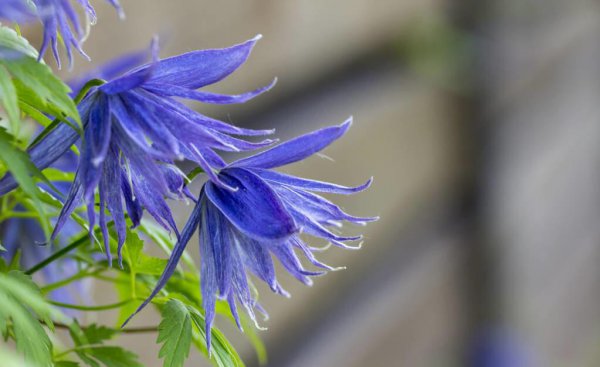 铁线莲立枯病怎么办