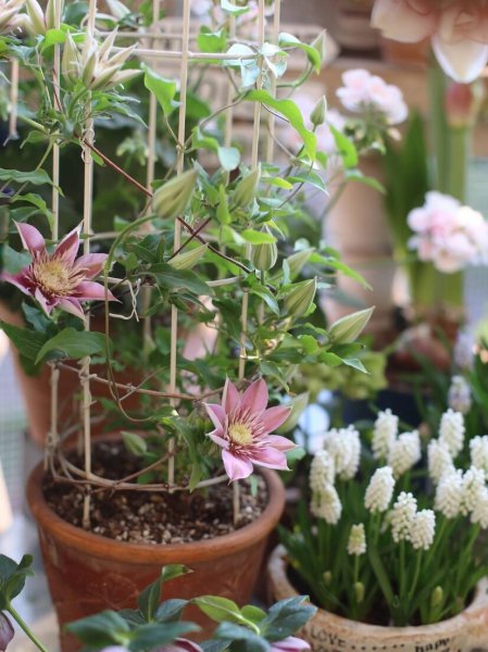 铁线莲立枯病怎么办