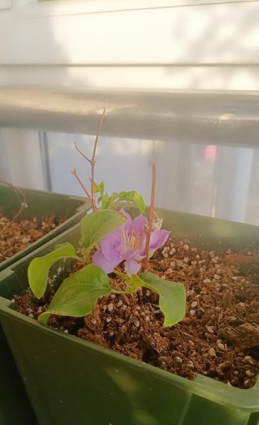 铁线莲立枯病怎么办