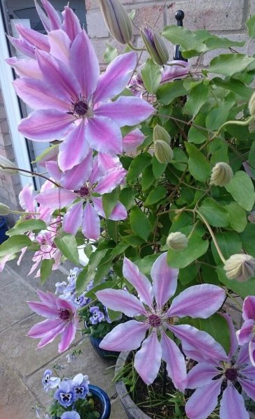 铁线莲立枯病怎么办