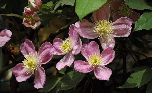 铁线莲立枯病怎么办