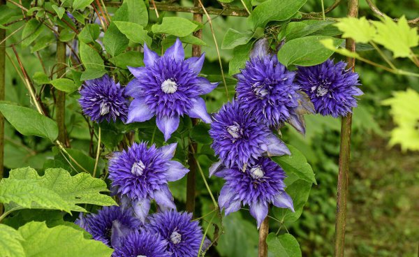 铁线莲立枯病怎么办