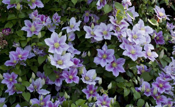 铁线莲立枯病怎么办