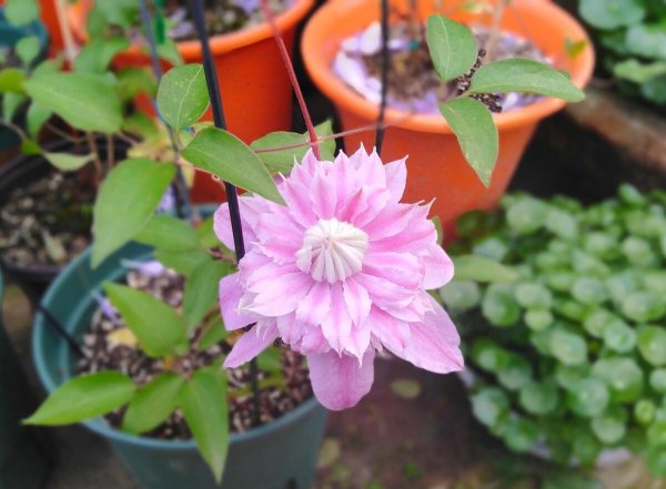 铁线莲立枯病怎么办