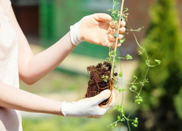 铁线莲立枯病怎么办