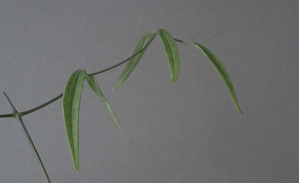 铁线莲立枯病怎么办