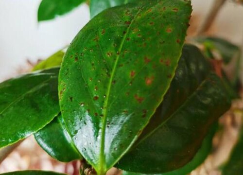 茶花叶片有黑斑点该怎么解决