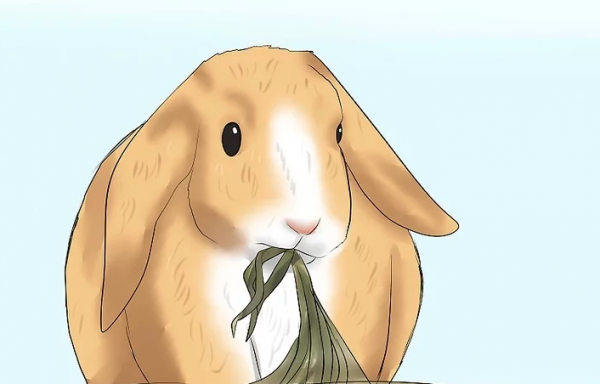 怎么判断兔子几个月了