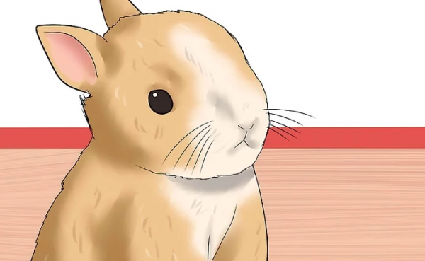 怎么判断兔子几个月了