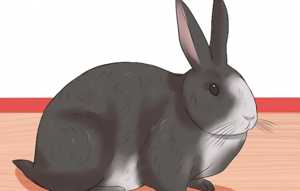 怎么判断兔子几个月了