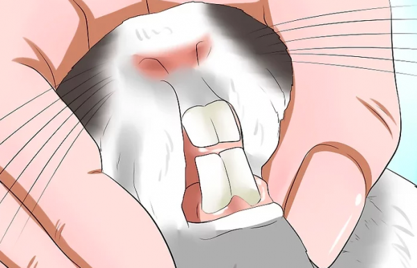 怎么判断兔子几个月了