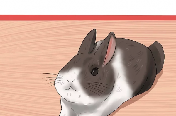 怎么判断兔子几个月了