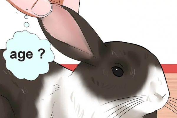 怎么判断兔子几个月了
