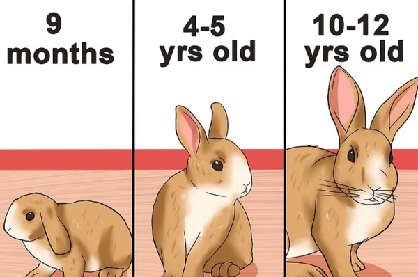 怎么判断兔子几个月了