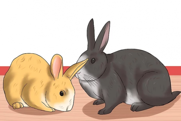 怎么判断兔子几个月了