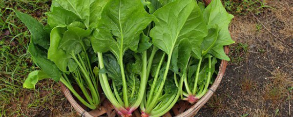 哪些人不宜吃菠菜