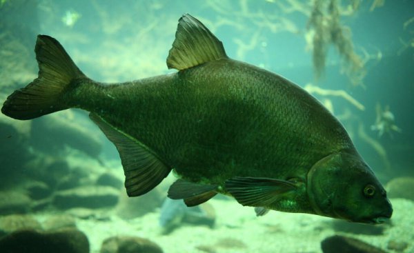 鱼竿品牌排行榜前十名价格