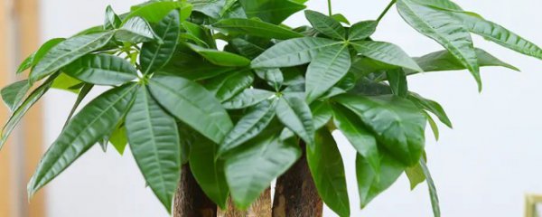 办公室摆什么植物招财