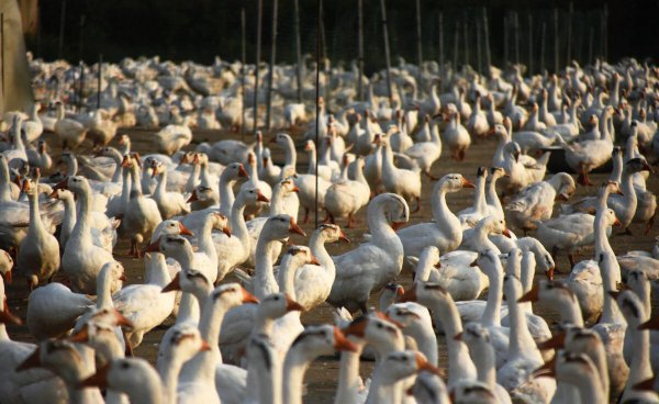 养鹅一千只的利润