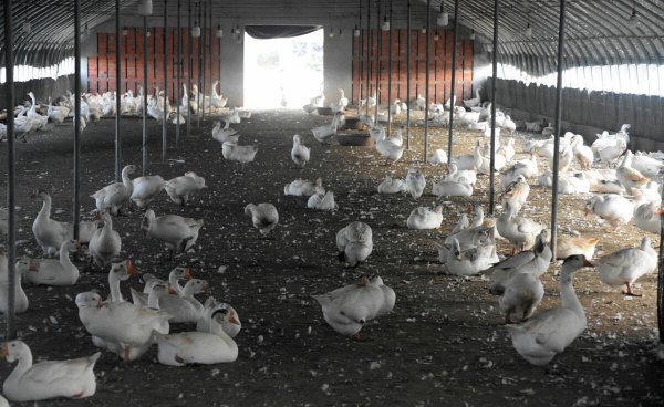 养鹅一千只的利润