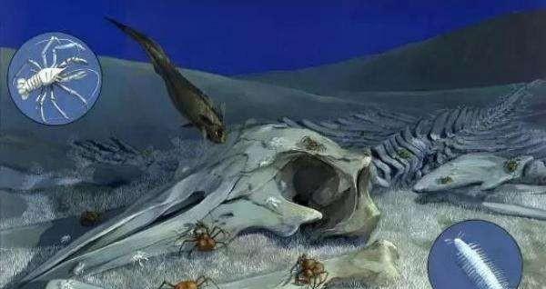 望月鳝真的存在吗