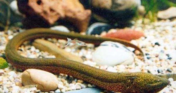 望月鳝真的存在吗